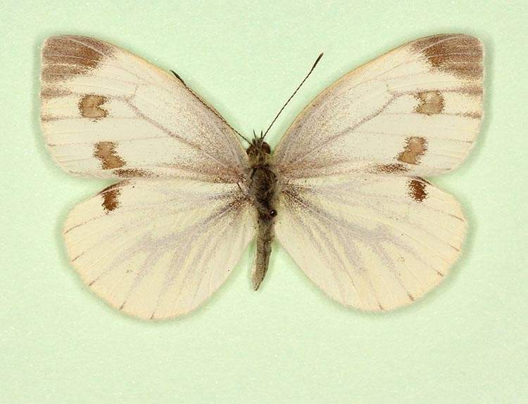 Pieris napi female (aberrant form fuscosignata 5) (Internet Image property of respective owner, non-commercial use only)